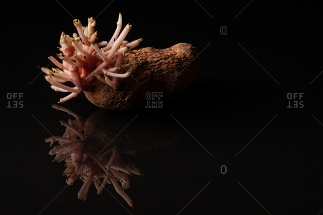 Old sprouted potato with curvy roots placed on wooden table against black background