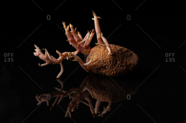 Old sprouted potato with curvy roots placed on wooden table against black background