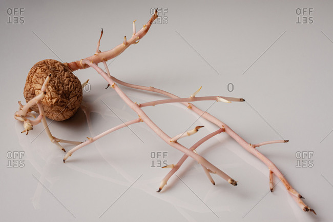 Old sprouted potato with curvy roots placed on wooden table against white background