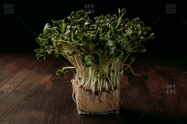 Still life with bunch of fresh green mustard sprouts growing in pot placed on wooden table in dark studio with black background