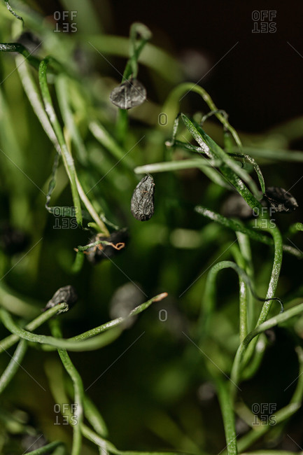 Closeup of small black seed on fresh green garlic sprouts for natural background