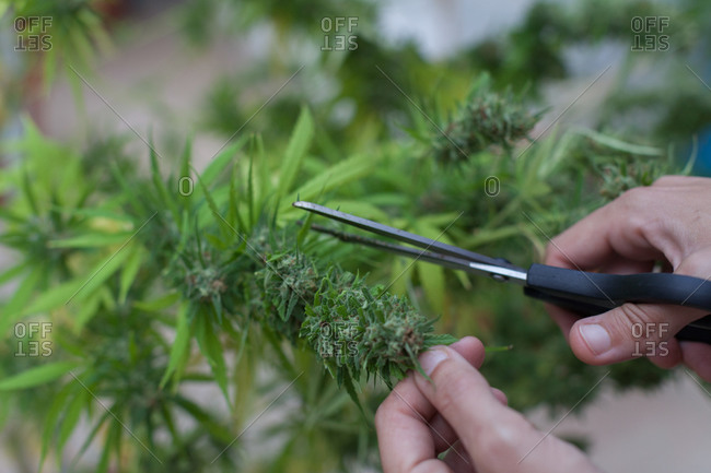 A woman cutting marijuana plants with black scissors on the terrace at home.