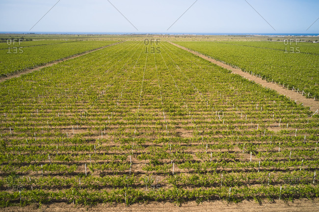 From above drone view of endless rows of green vineyard growing in rural area in summer day