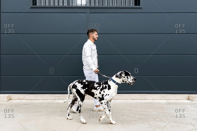 Side view of male owner standing with big Harlequin Great Dane dog during stroll in city and looking away