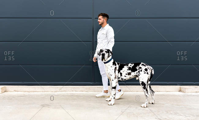 Side view of male owner standing with big Harlequin Great Dane dog during stroll in city and looking away