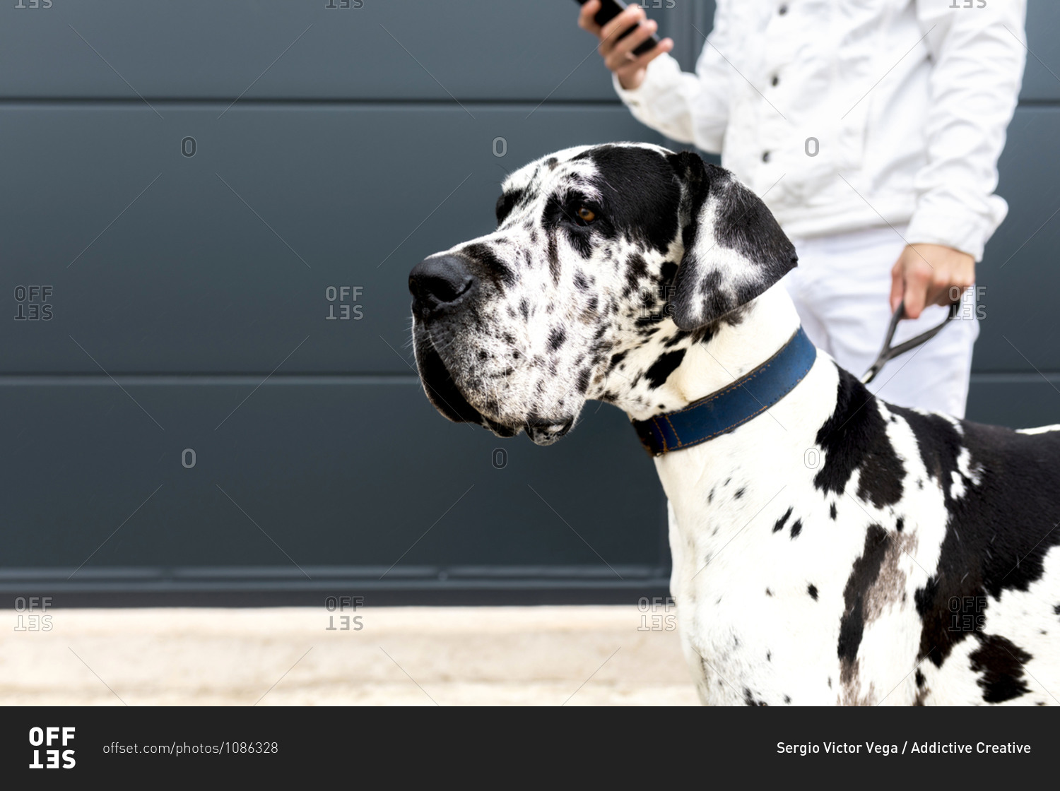 Crop young male cuddling Great Dane dog and browsing smartphone while standing together in city