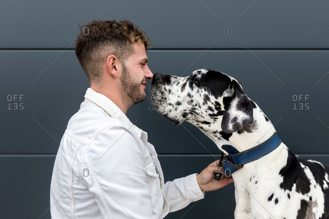 Side view of tender male owner cuddling face to face with Harlequin Great Dane dog while sitting in city during stroll
