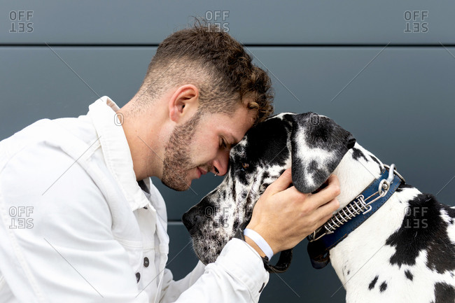 Side view of tender male owner cuddling face to face with Harlequin Great Dane dog while sitting in city during stroll