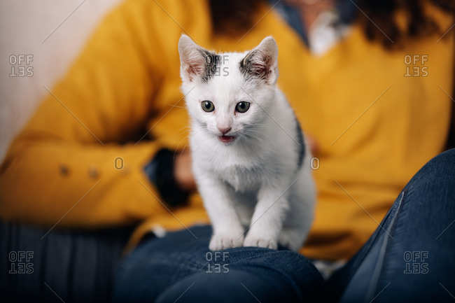 Adorable white with gray spots little kitty sitting on knee of female owner and meowing