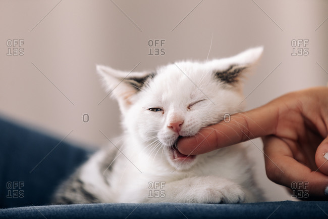 Cute fluffy white with gray spots domestic kitty biting finger of crop anonymous owner while playing together