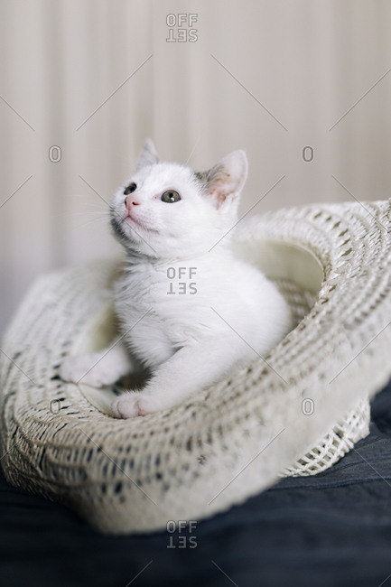 Adorable funny white kitten with gray spots resting in hat placed on bed