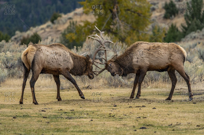 USA, Wyoming, Yellowstone National Park, Elk (Cervus elaphus) bulls in sparring duel for dominance in Yellowstone National Park