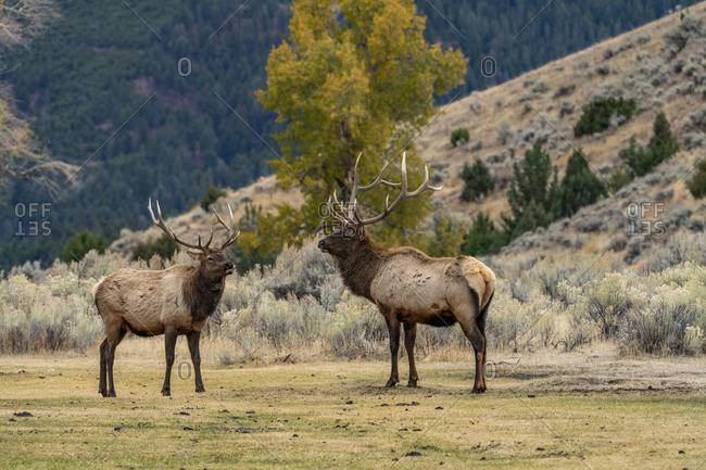 USA, Wyoming, Yellowstone National Park, Elk (Cervus elaphus) bulls in sparring duel for dominance in Yellowstone National Park