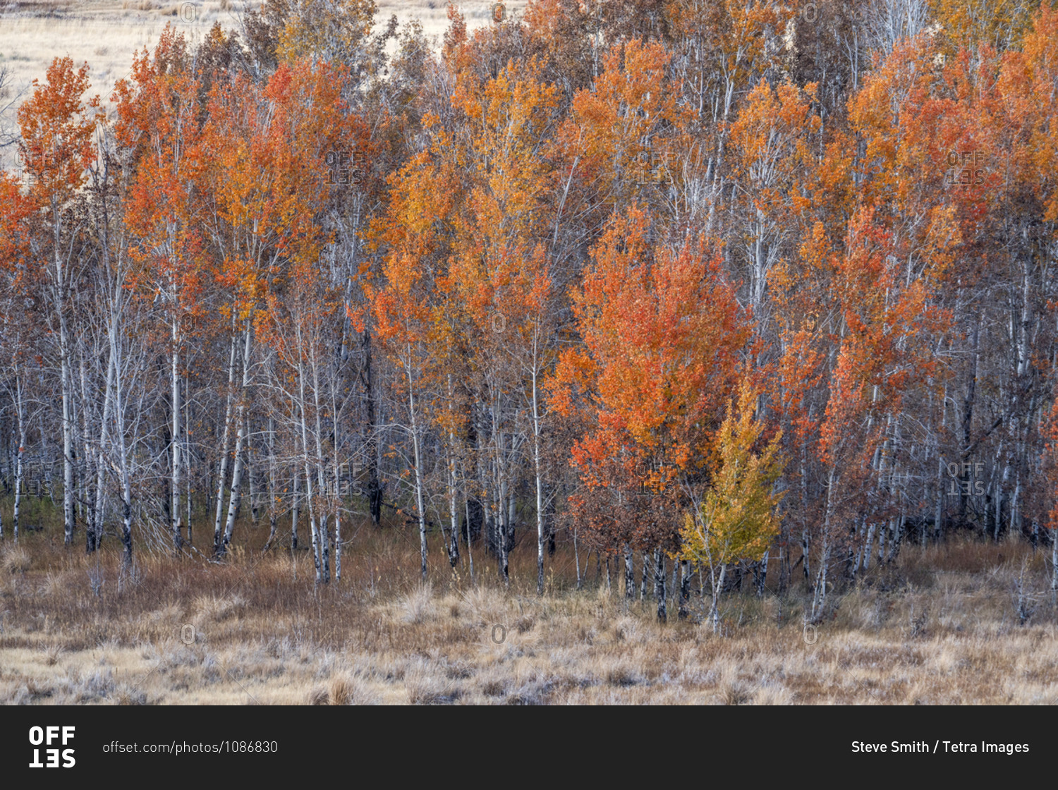 USA, Idaho, Sun Valley, Colorful trees in forest in autumn