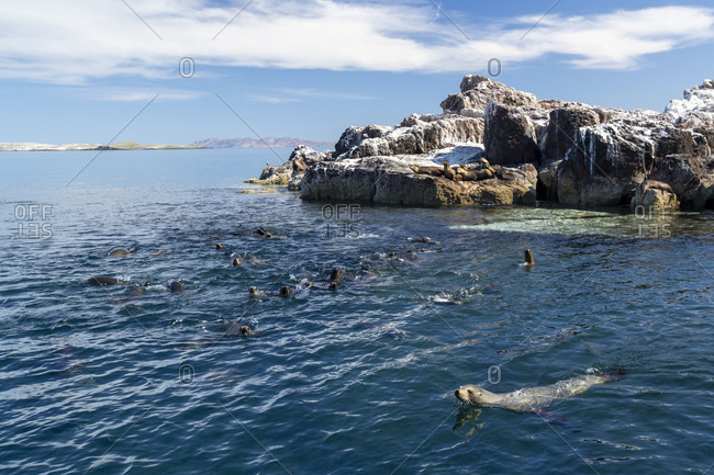 California sea lions (Zalophus californianus), near a reef in the San Jose Channel, Baja California Sur, Mexico, North America