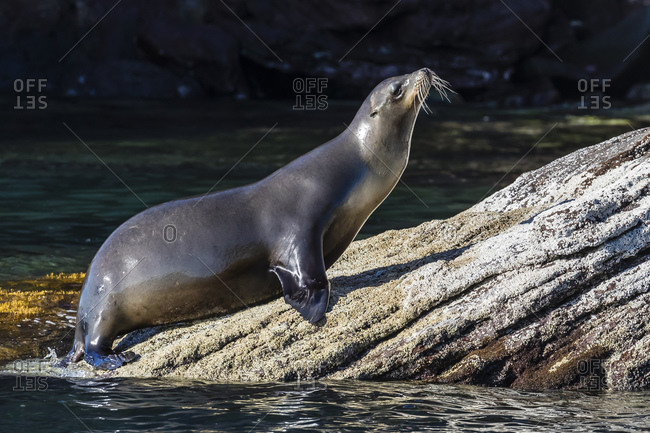 Pregnant female California sea lion (Zalophus californianus), on Los Islotes, Baja California Sur, Mexico, North America