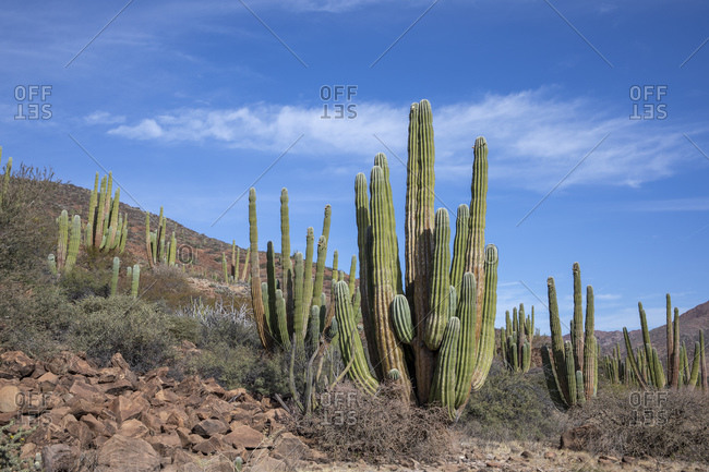 Mexican giant cardon cactus (Pachycereus pringlei), on Isla San Esteban, Baja California, Mexico, North America