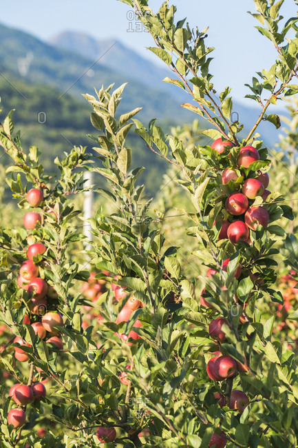 Juicy red apples on apple tree branch in the orchard, Valtellina, Sondrio province, Lombardy, Italy, Europe