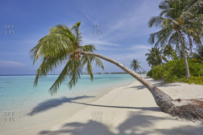 A tropical island beachside coconut palm, Gaafu Dhaalu atoll, in the far south of The Maldives, Indian Ocean, Asia