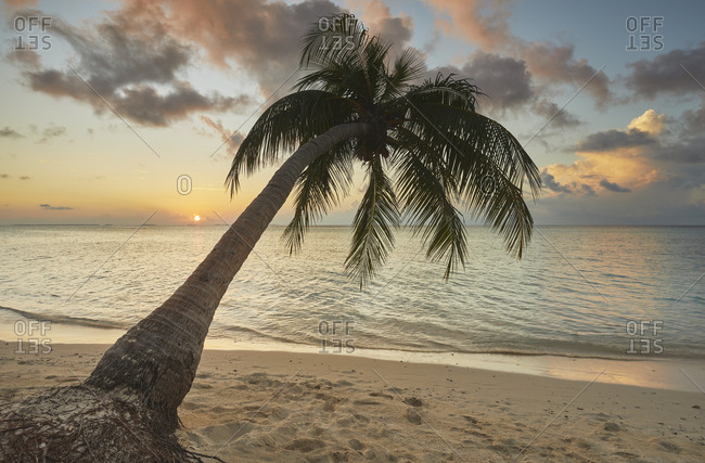 A shoreline coconut palm at sunset, on Havodda island, Gaafu Dhaalu atoll, in the far south of The Maldives, Indian Ocean, Asia
