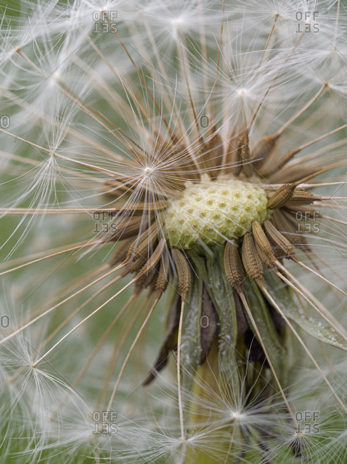Close up of seeds in a Dandelion clock, County Clare, Munster, Republic of Ireland, Europe