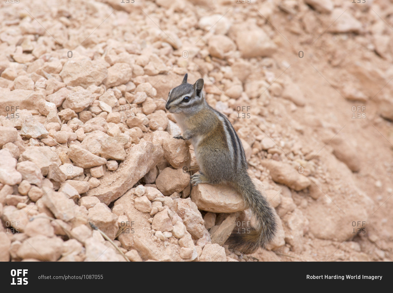 Least chipmunk (Neotamias minimus) on rocks beside the Queen\'s Garden Trail, Bryce Canyon National Park, Utah, United States of America, North America