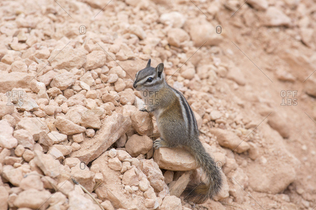Least chipmunk (Neotamias minimus) on rocks beside the Queen's Garden Trail, Bryce Canyon National Park, Utah, United States of America, North America