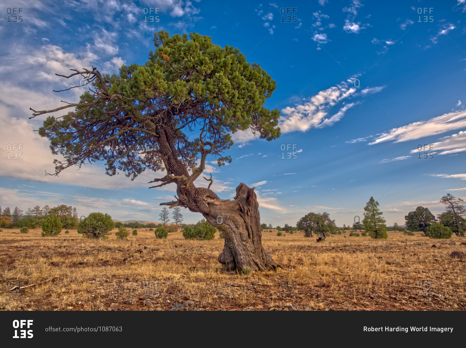A Twisted Juniper Tree Near Sycamore Canyon In The Kaibab National Forest South Of Williams 8387