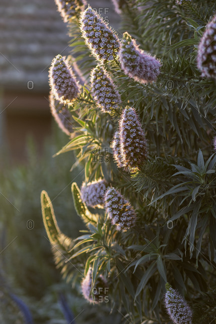Plant with purple flowers in afternoon sunlight