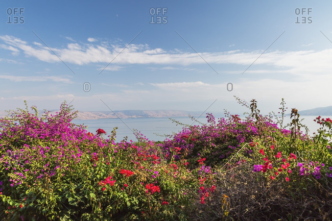Purple and red bougainvillea flowers in garden overlooking the Sea of Galilee and the Golan Heights at The Church of the Beatitudes, Mount of Beatitudes, Sea of Galilee region, Israel