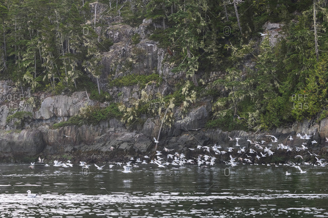 Flock of gulls on the west coast of British Columbia, Canada
