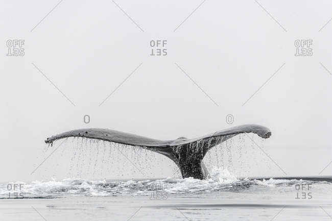 Large tail of a humpback whale flipping out of the water on a dense-fog morning on the west coast of British Columbia