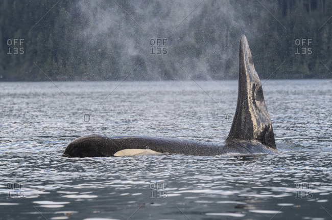 A large killer whale breaching on the west coast of British Columbia Johnstone Strait, Vancouver Island, British Columbia, Canada