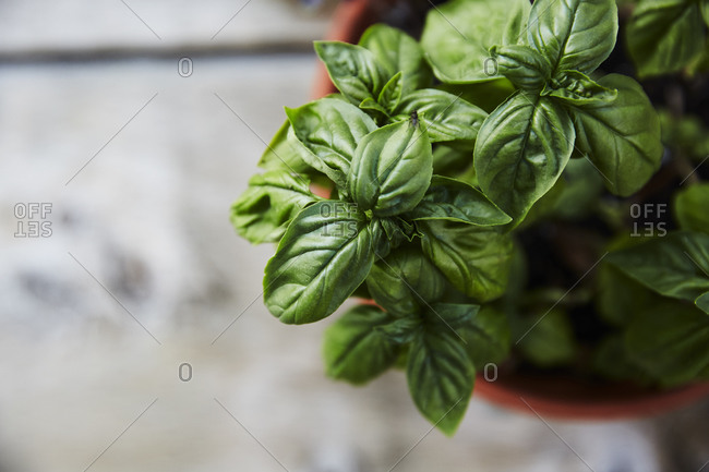 Overhead image of a basil plant in a clay pot
