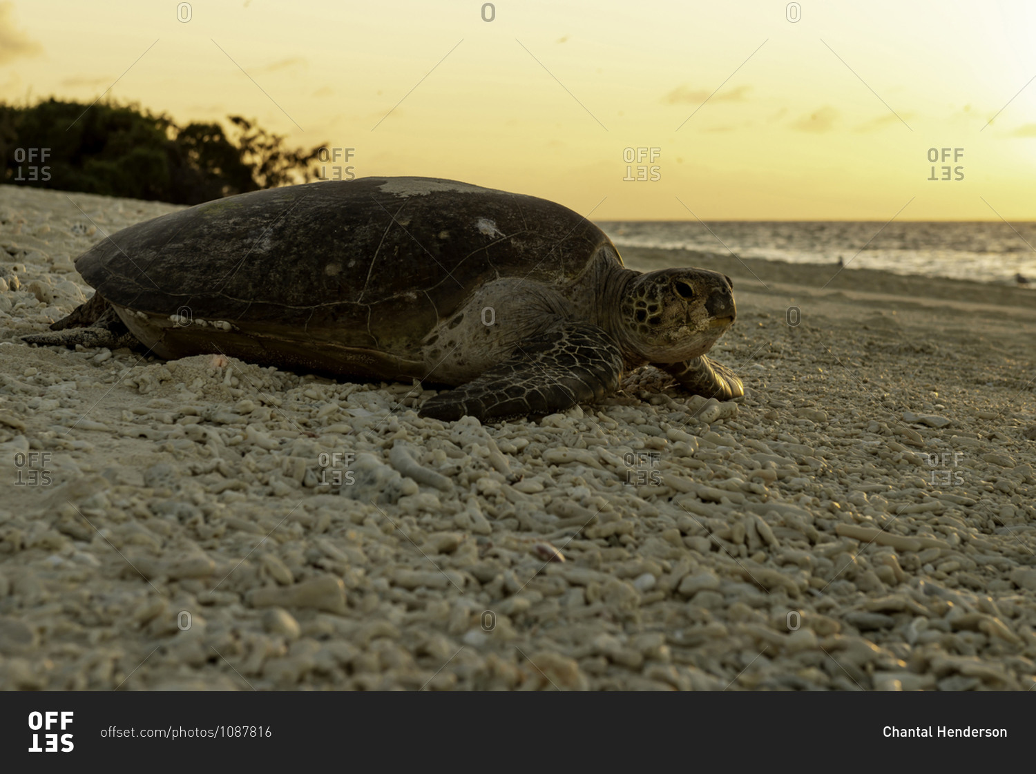 Female Turtle making its way back to the water after laying eggs overnight.  Lady Musgrave Island on the Great Barrier Reef.