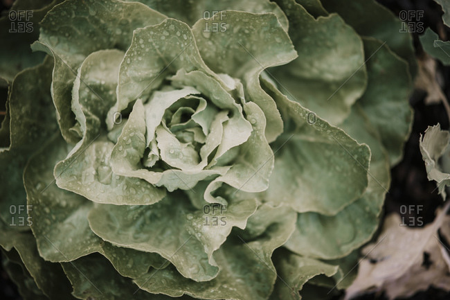 Close-up of lettuce crop at farm