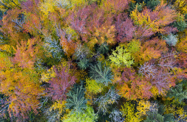 Drone view of mixed forest in autumn
