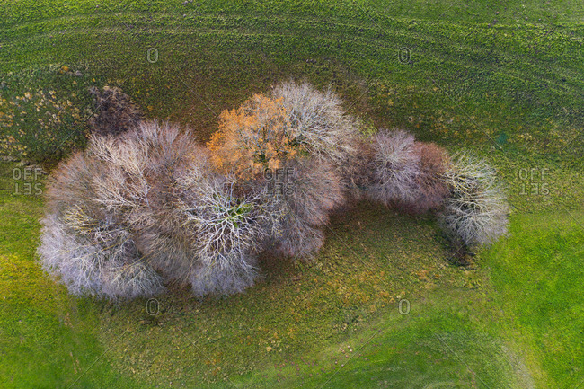 Drone view of small group of autumn trees