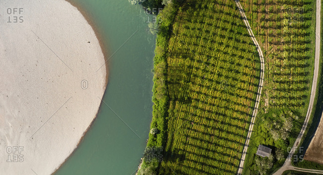 Aerial view of a River Sesia bend with its white beach and a fruit trees field near Langosco, Lombardy, Italy.