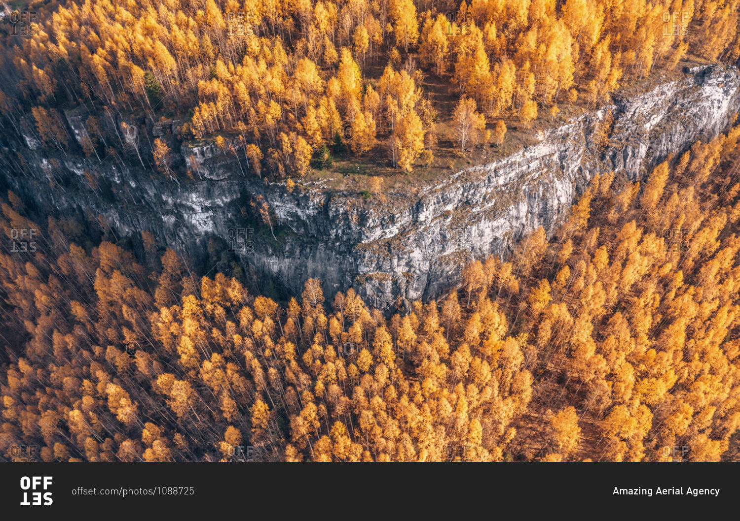 Aerial view of the treetops of golden forest on the mount in autumn season, Gubaha, Perm Krai, Russia