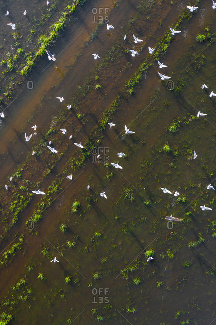 Aerial view of seagulls in a marshland part of estuary of river Vouga, in Ria de Aveiro, Bioria, Salreu, Estarrega, Aveiro, Portugal