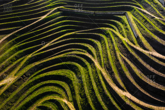 Aerial view of the patterns of vineyards terraces used for production of Port Wine, in Folgosa, Armamar, Douro Valley, Portugal