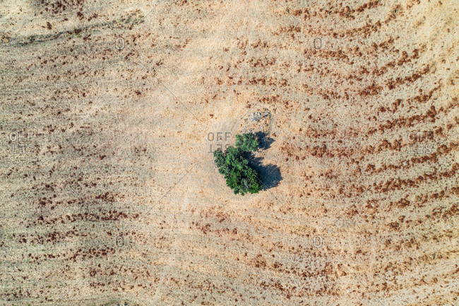 Aerial view of tree in field, Coin, Malaga