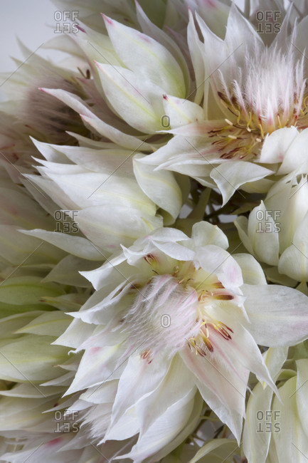 Extreme close up of pink and white flowers