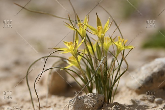 Yellow flowers blooming after a rare rainy season in the Negev Desert, Israel.