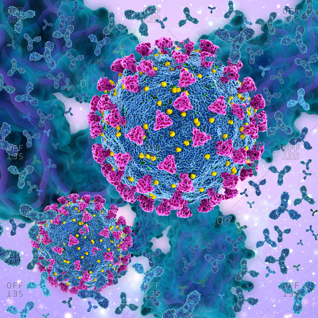 Illustration of antibodies (y-shaped) responding to an infection with the SARS-CoV-2 coronavirus (round).