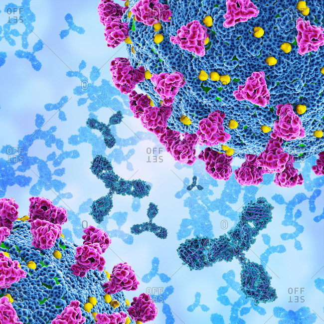 Illustration of antibodies (y-shaped) responding to an infection with the SARS-CoV-2 coronavirus (round).
