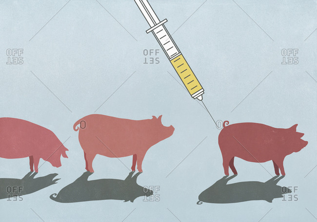 Pigs being vaccinated with syringe
