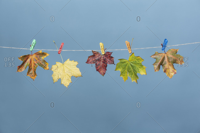 Colorful autumn leaves hanging on clothesline