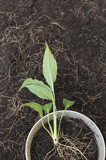Plant with exposed roots growing in flowerpot